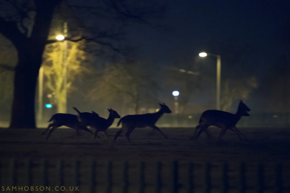 SAM_HOBSON_URBAN_FALLOW_DEER_4.jpg