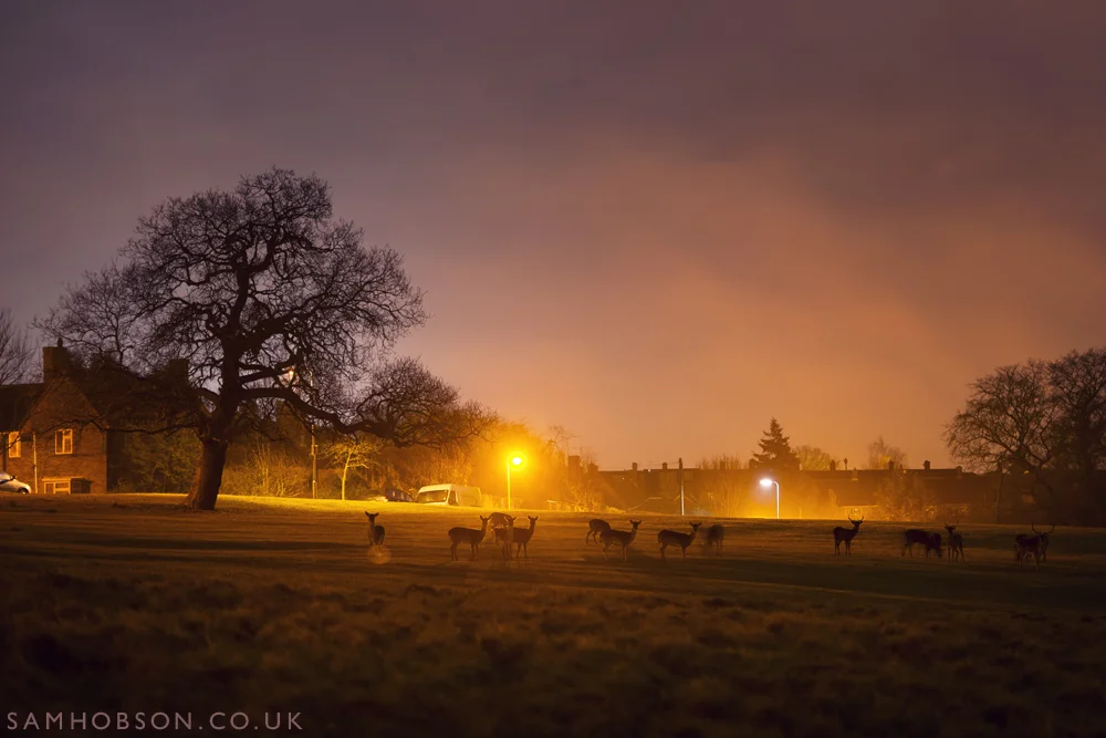 SAM_HOBSON_URBAN_FALLOW_DEER_7.jpg