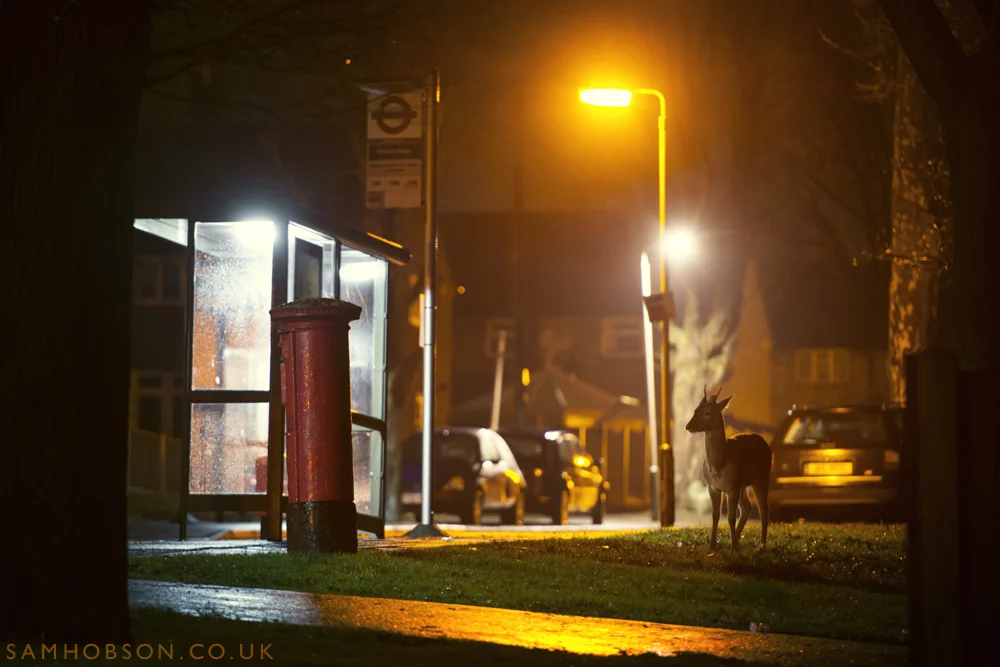 SAM_HOBSON_URBAN_FALLOW_DEER_8.jpg