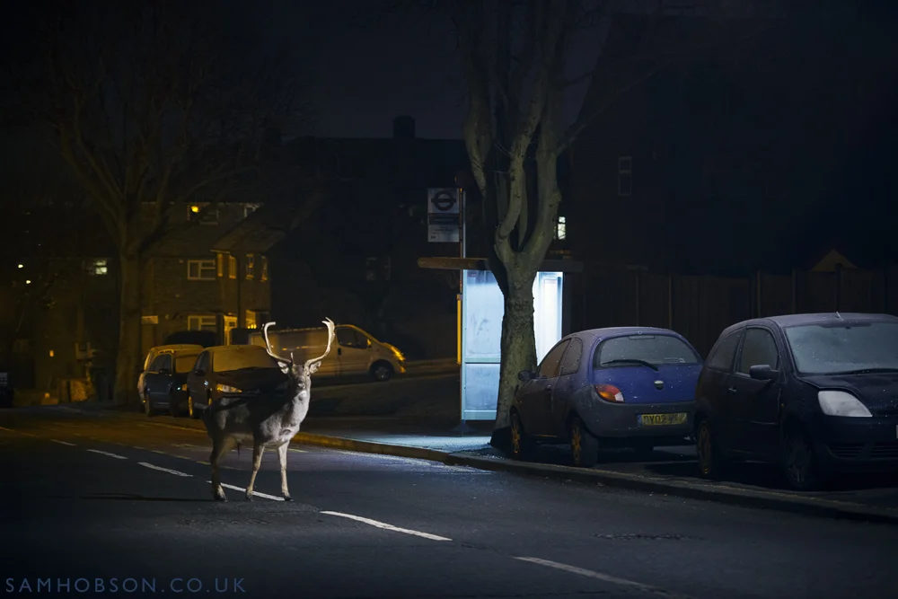 SAM_HOBSON_URBAN_FALLOW_DEER_9.jpg