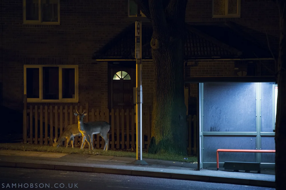 SAM_HOBSON_URBAN_FALLOW_DEER_11.jpg