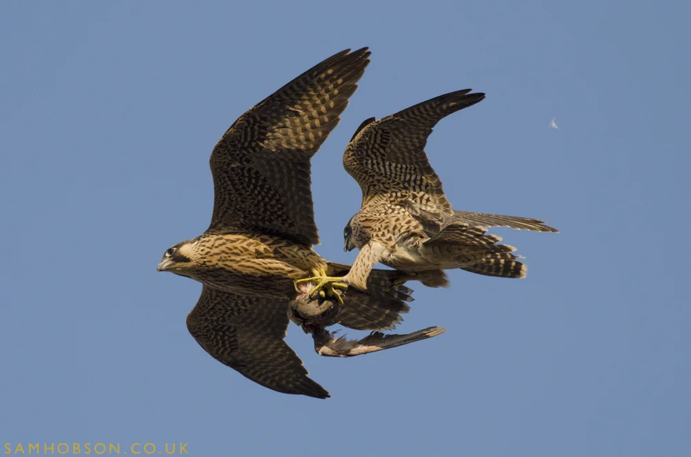 SAM_HOBSON_PEREGINE_FALCON_BBC_14.jpg