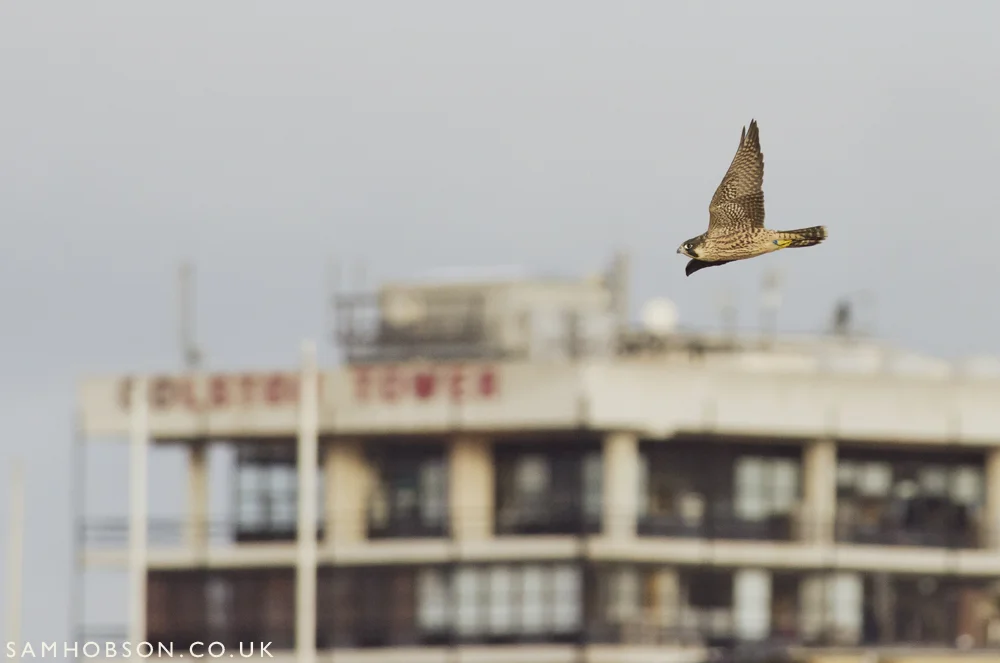 SAM_HOBSON_PEREGINE_FALCON_BBC_8.jpg