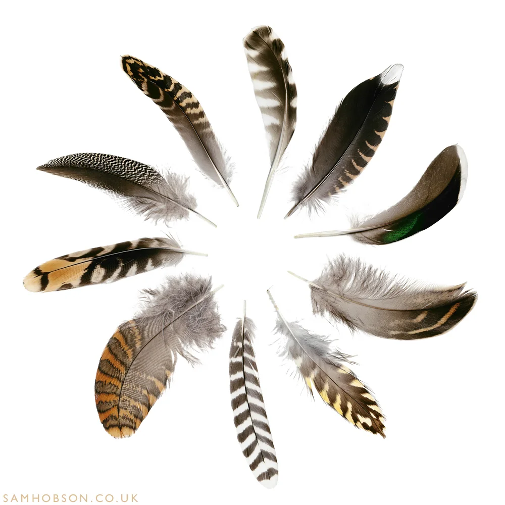 SAM_HOBSON_FEATHERS_BBC_24.jpg