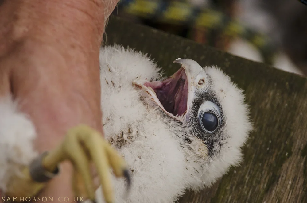 SAM_HOBSON_PEREGINE_FALCON_BBC_27.jpg