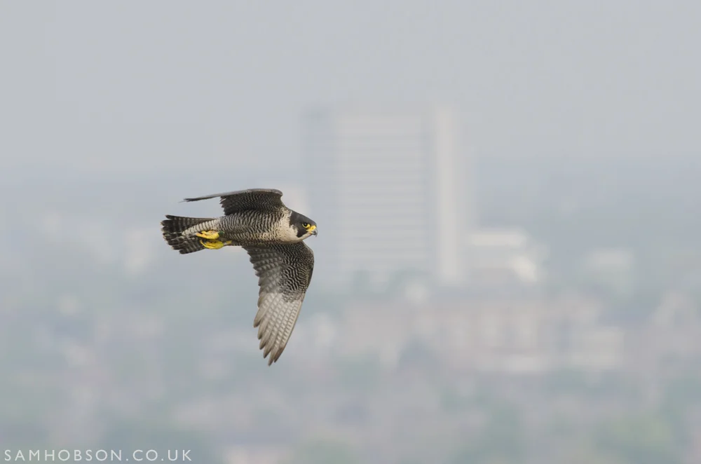 SAM_HOBSON_PEREGINE_FALCON_BBC_26.jpg