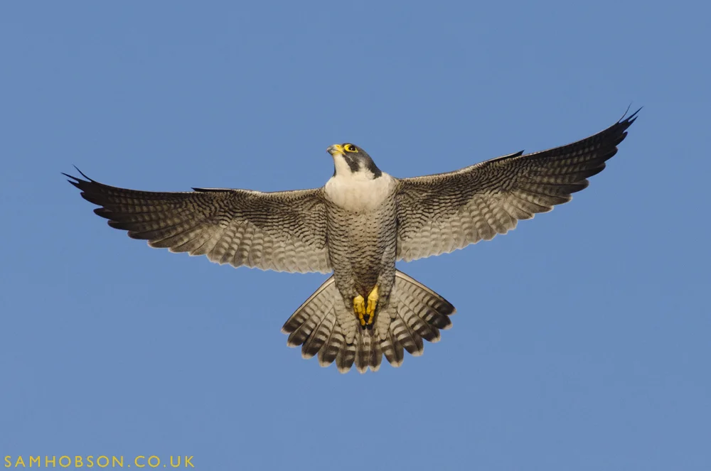 SAM_HOBSON_PEREGINE_FALCON_BBC_15.jpg