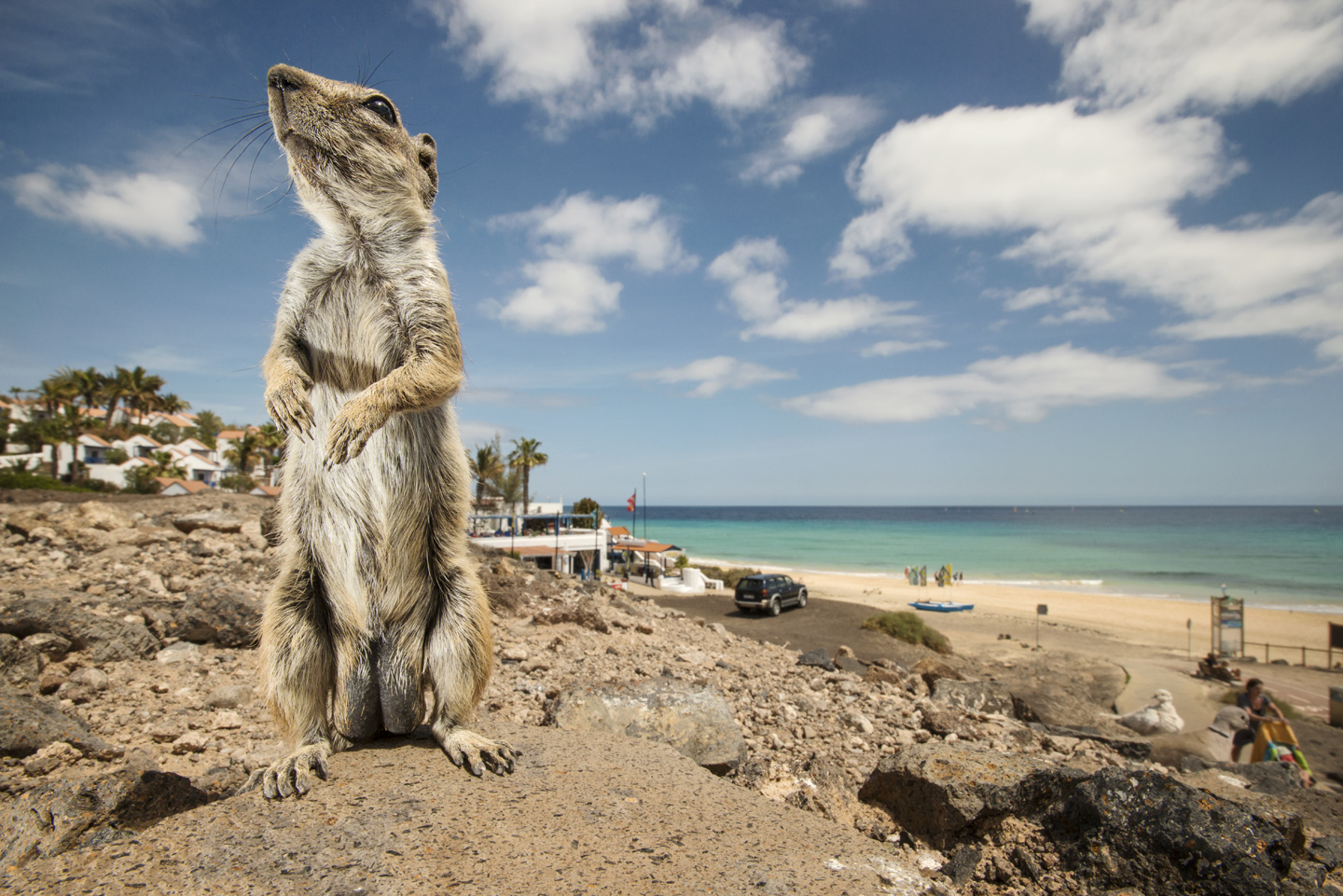  High densities of ground squirrels can be found wherever there are tourists. Beach-side resorts offer the richest pickings 