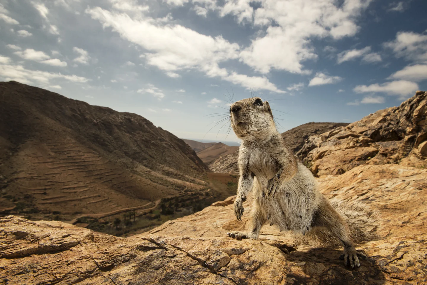 Barbary ground squirrels favour arid rocky ground to make their burrows, where they live communally in family groups