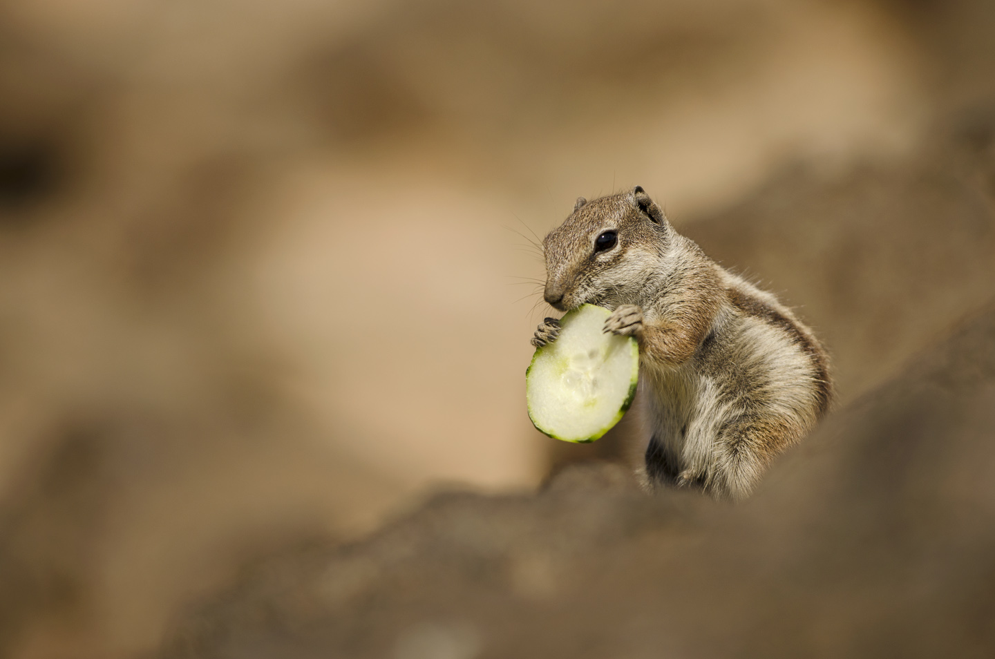  Well fed resort squirrels are often picky about their food. A slice of cucumber is perfect to cool off in the heat of the day 