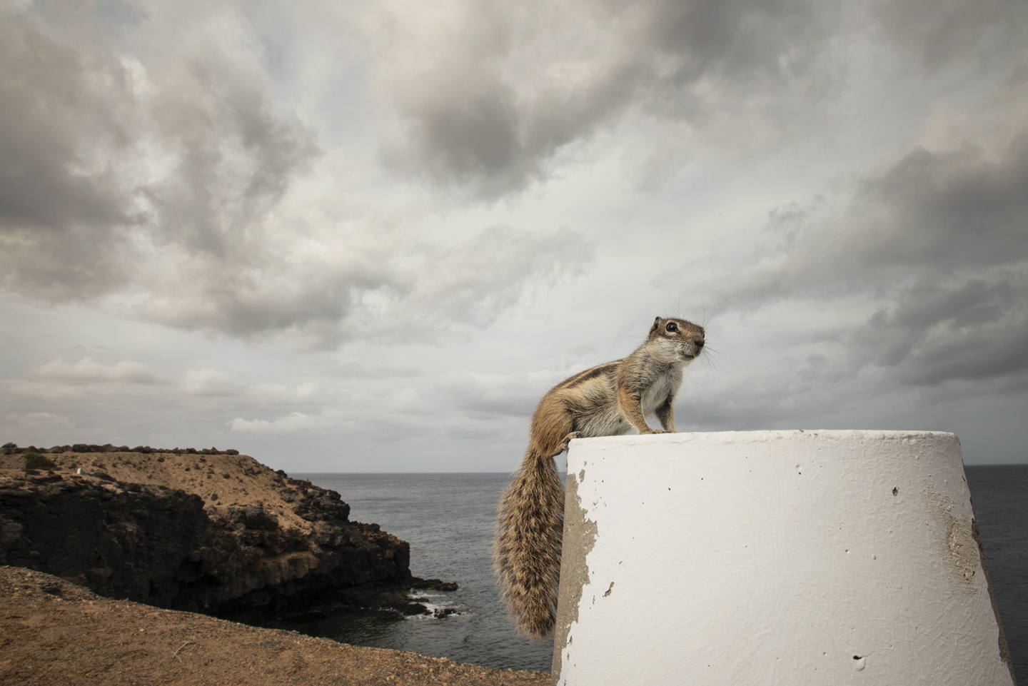  Adult Barbary ground squirrels are around 6-9 inches long, with a bushy tail as long as the body 