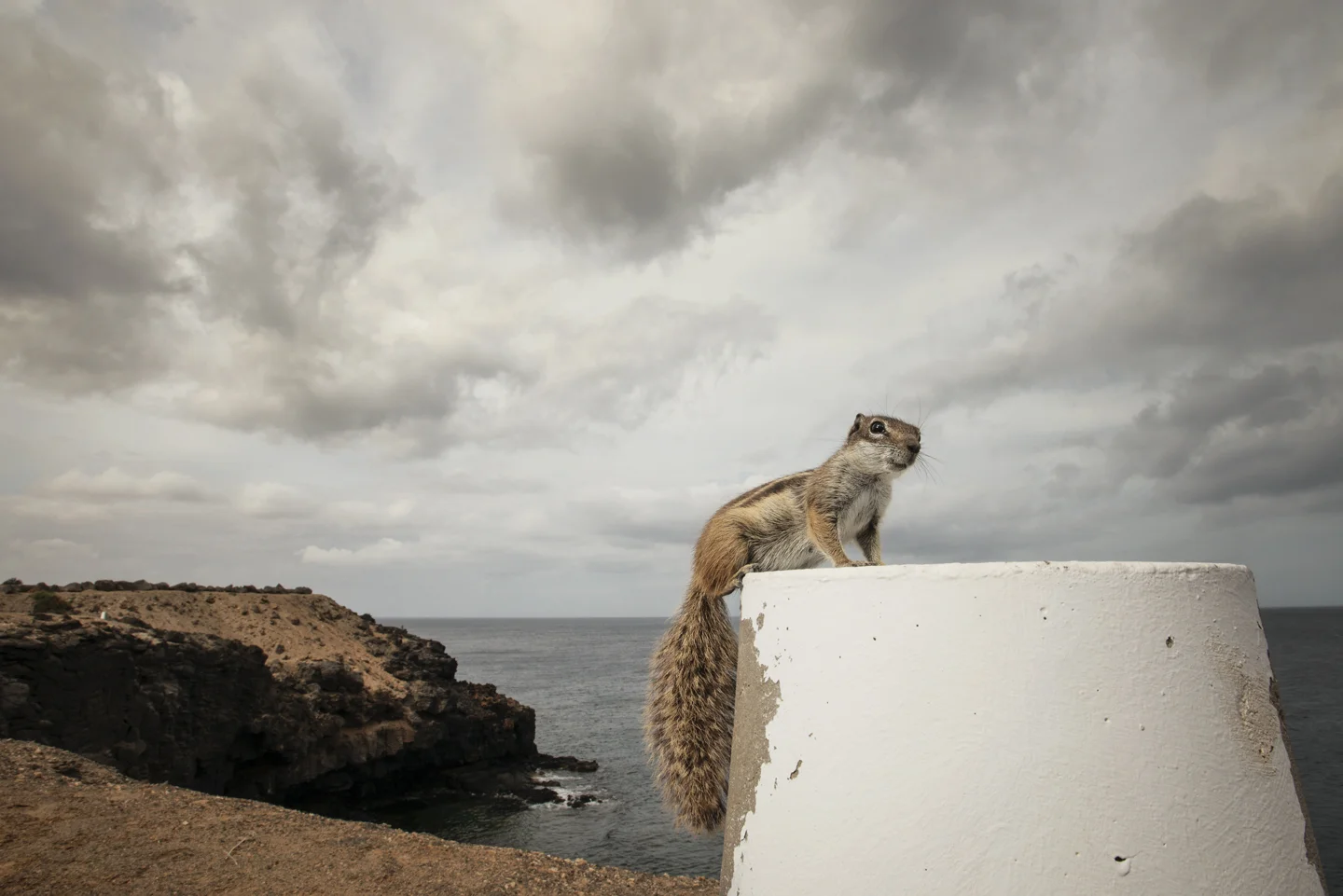 Adult Barbary ground squirrels are around 6-9 inches long, with a bushy tail as long as the body