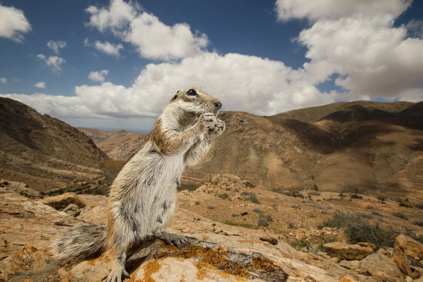 There may be fewer parasites on the island, than in their native range - perhaps one of the reasons the squirrels are so successful
