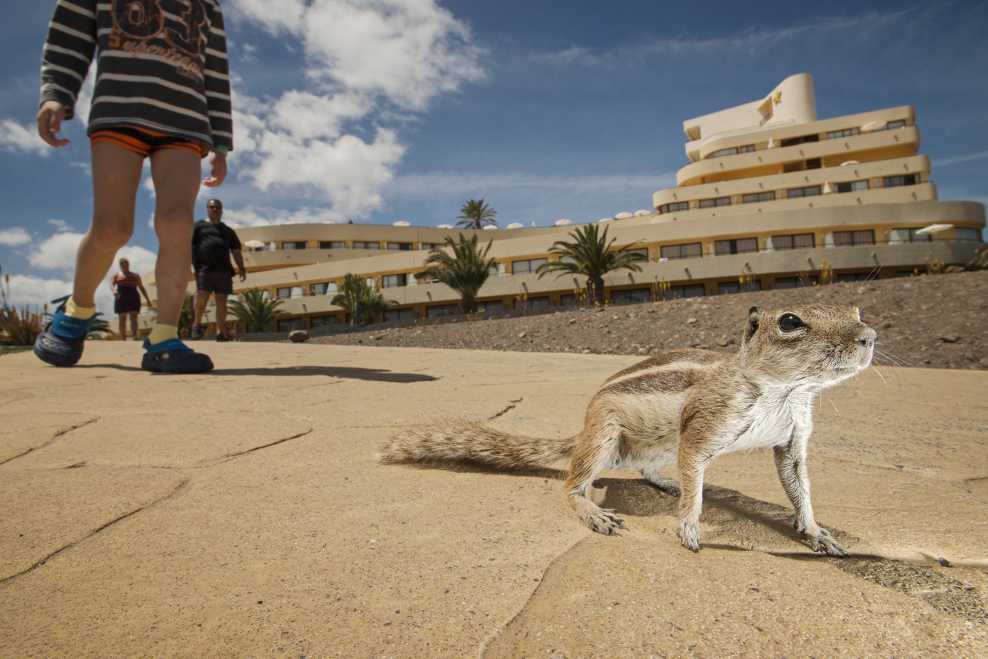   In areas frequented by humans, ground squirrels show little fear. Serious scientific study is now underway to determine what effects their presence is having on the island's native wildlife  