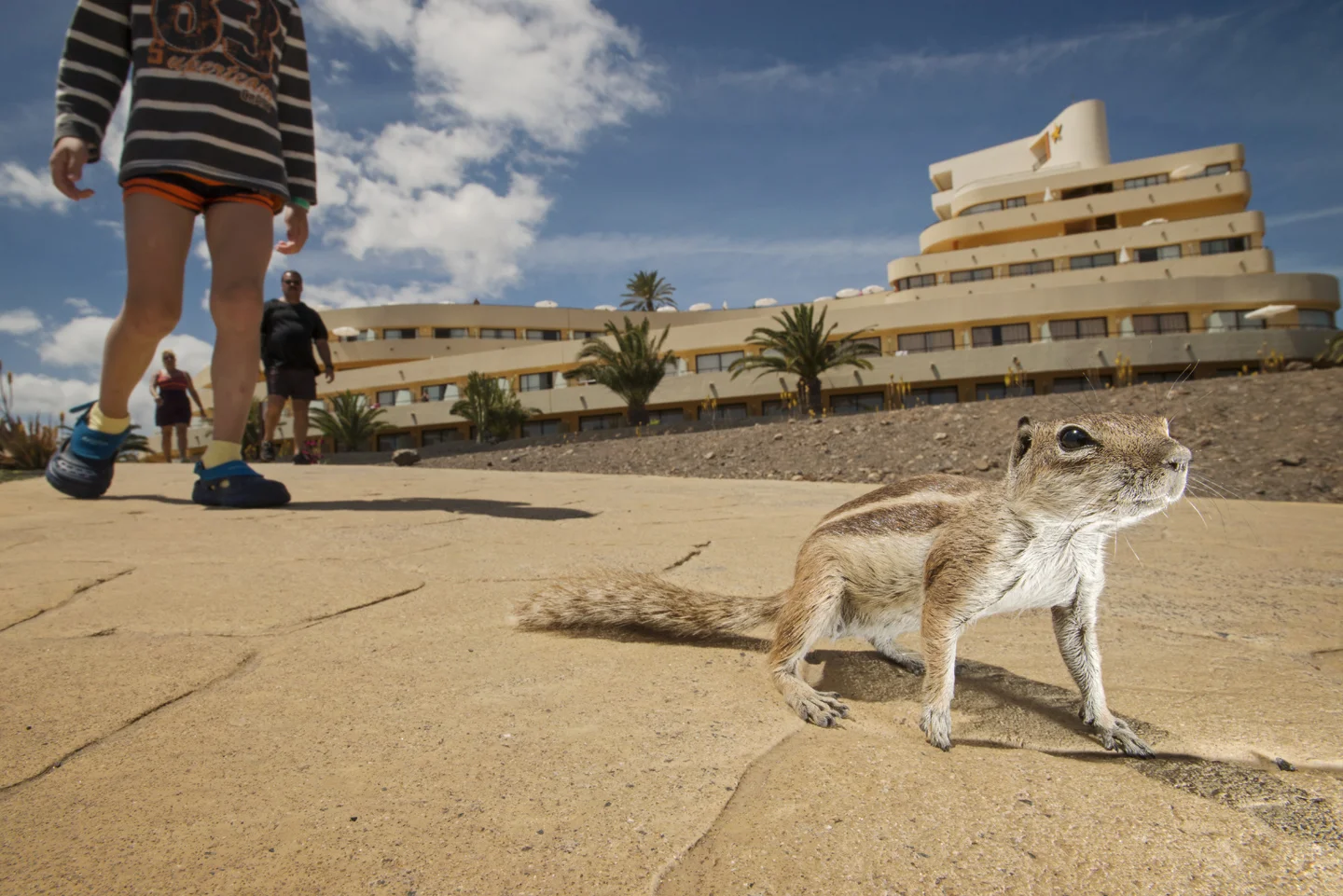 In areas frequented by humans, ground squirrels show little fear. Serious scientific study is now underway to determine what effects their presence is having on the island's native wildlife
