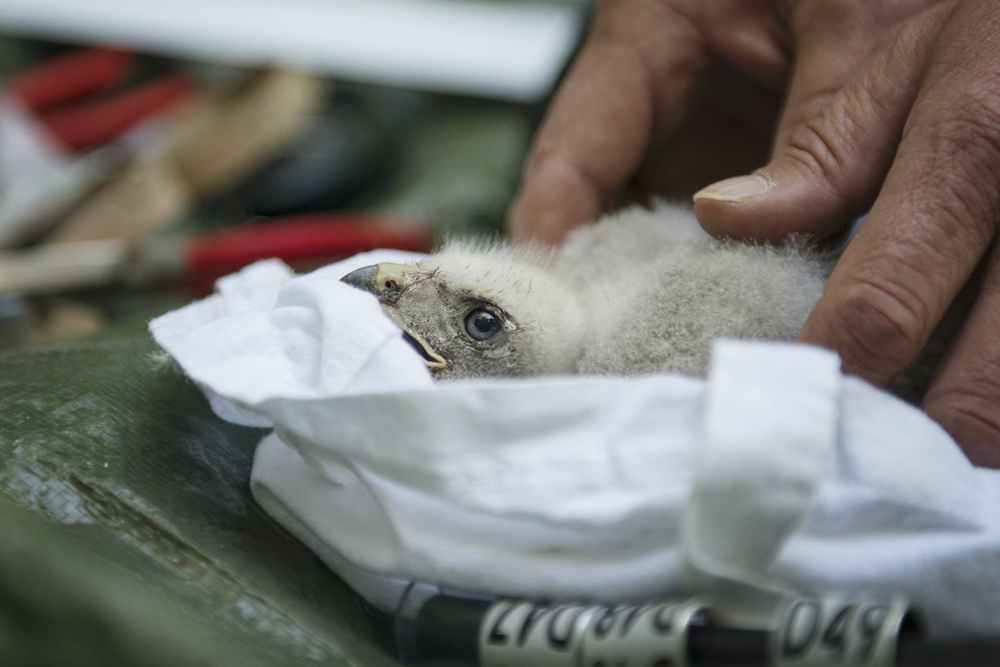  The nestlings are carefully placed in soft canvas bags and lowered to the ground 