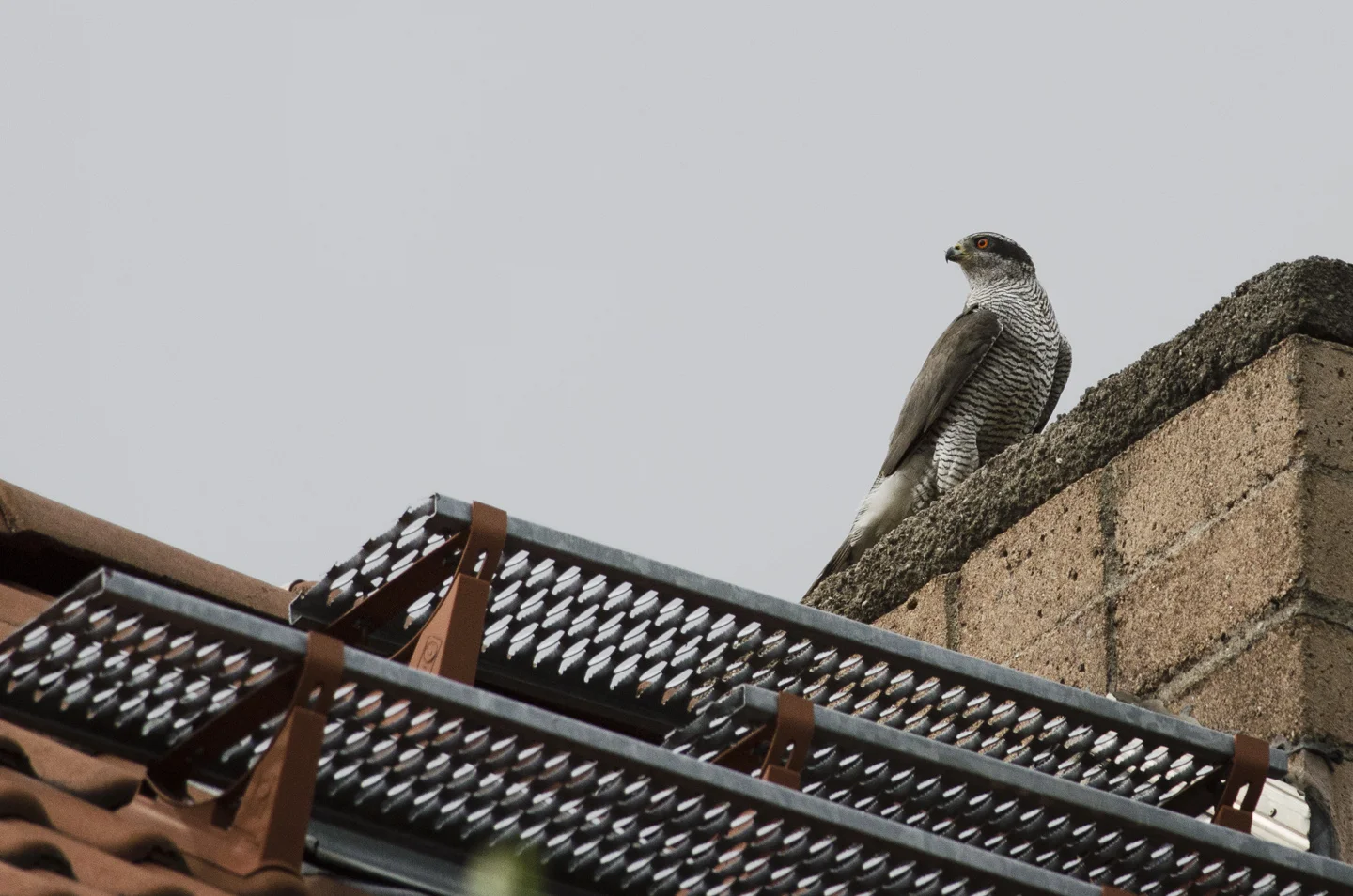 Buildings do however provide perfect hunting perches, with unimpeded 360º views