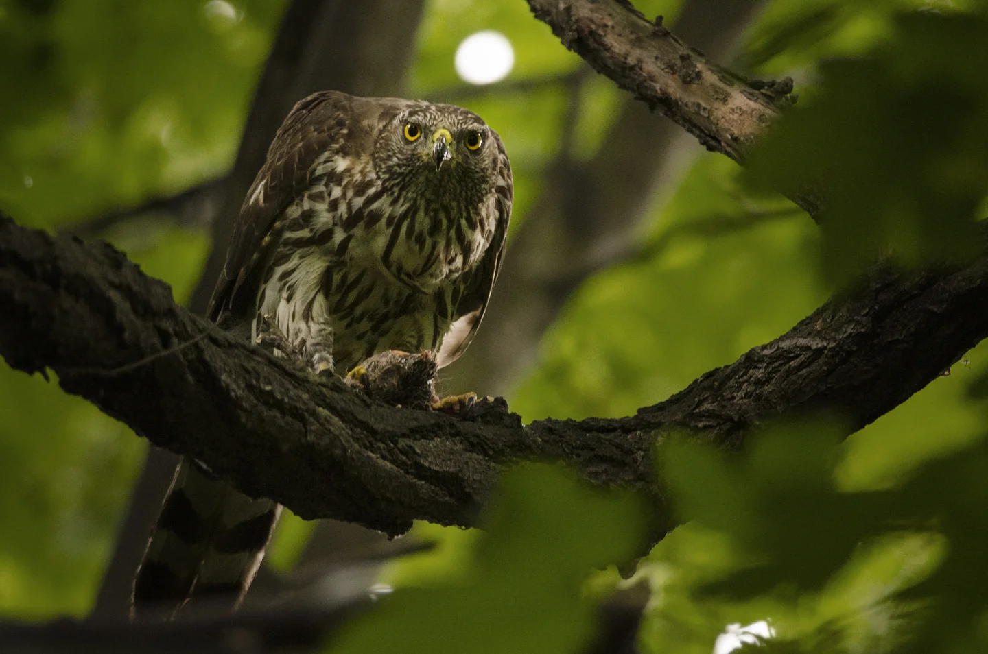 Some goshawks will breed as young as 1 year old, but 2 or 3 is more common. This yearling gos ousted an adult pair from this territory