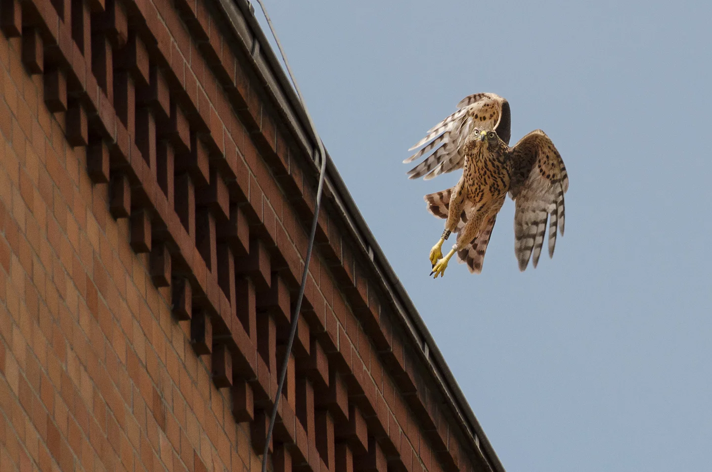 There are over 100 breeding pairs in Berlin, with many more juveniles and unpaired birds making their homes in the city