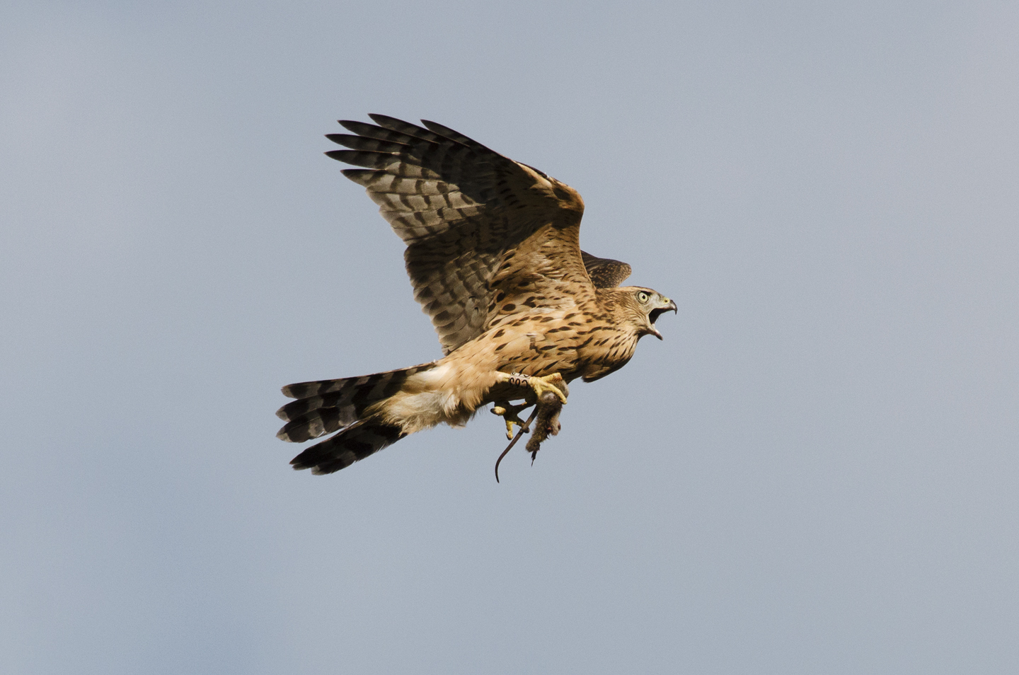  Once fledged, they remain dependent on the adults for food. This young juvenile is clutching the remains of a city rat 