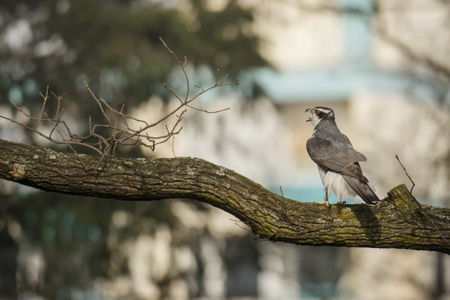 Many goshawks nest in Berlin's suburban forests, but cemeteries, city parks and urban courtyards are increasingly common breeding territories