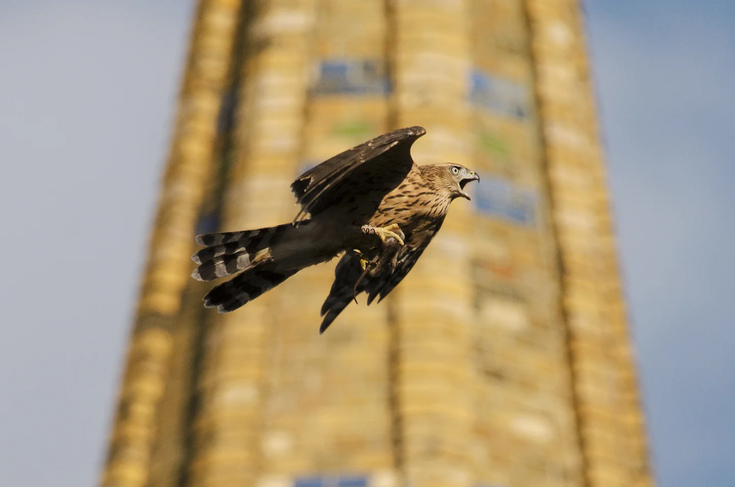 From a few pioneering pairs in the early 80s, the goshawk is now a well established urban invader