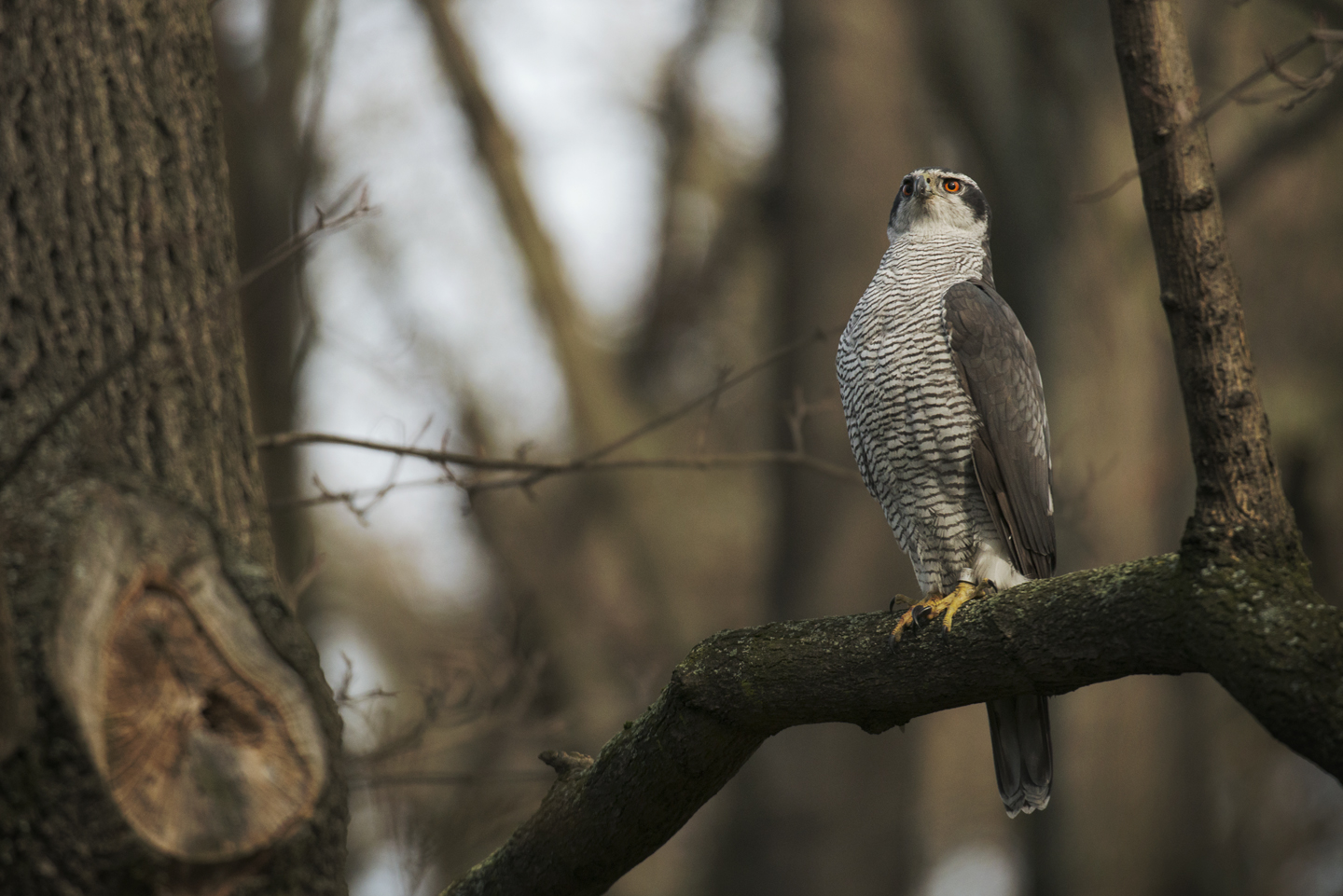  The goshawk colour-ringing project is now (2014) in it's third year, but conventional ringing goes back much further. This old male, known locally as "Methusalem", was ringed as a nestling over 15 years ago 