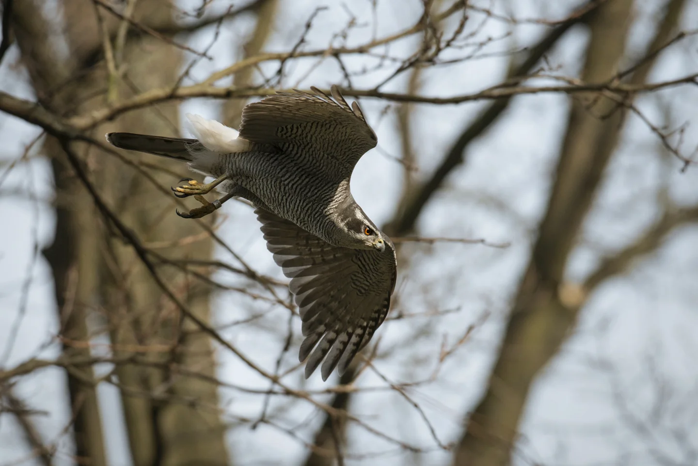 Feral pigeons and city rats are common prey, but kestrels, pet budgies and even long-eared owls are on the menu for this apex aerial predator
