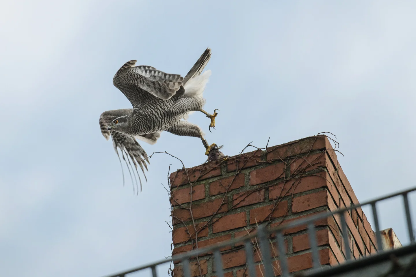 The future is looking bright for the urban goshawk, but it is impossible to know for certain without the kind of scientific study being undertaken by Dr. Kenntner and his colleagues