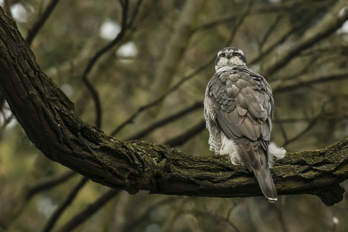 The adults continue to hold territory throughout the year as the next generation spread out to look for their own place in the world