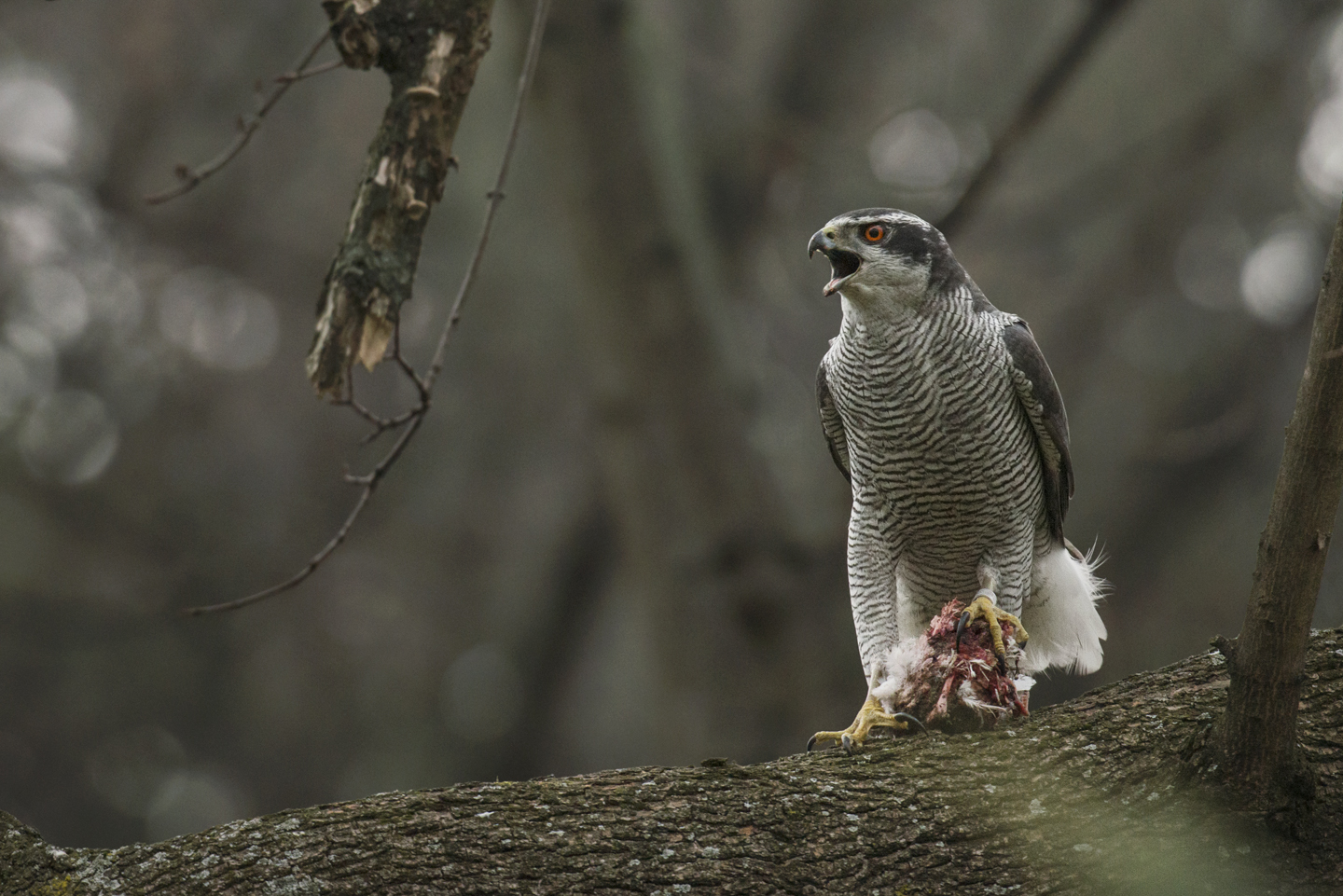  During Spring courtship, the males call loudly,&nbsp;whilst "flagging" their under-tail coverts, and hope to impress the females with gifts of food&nbsp; 