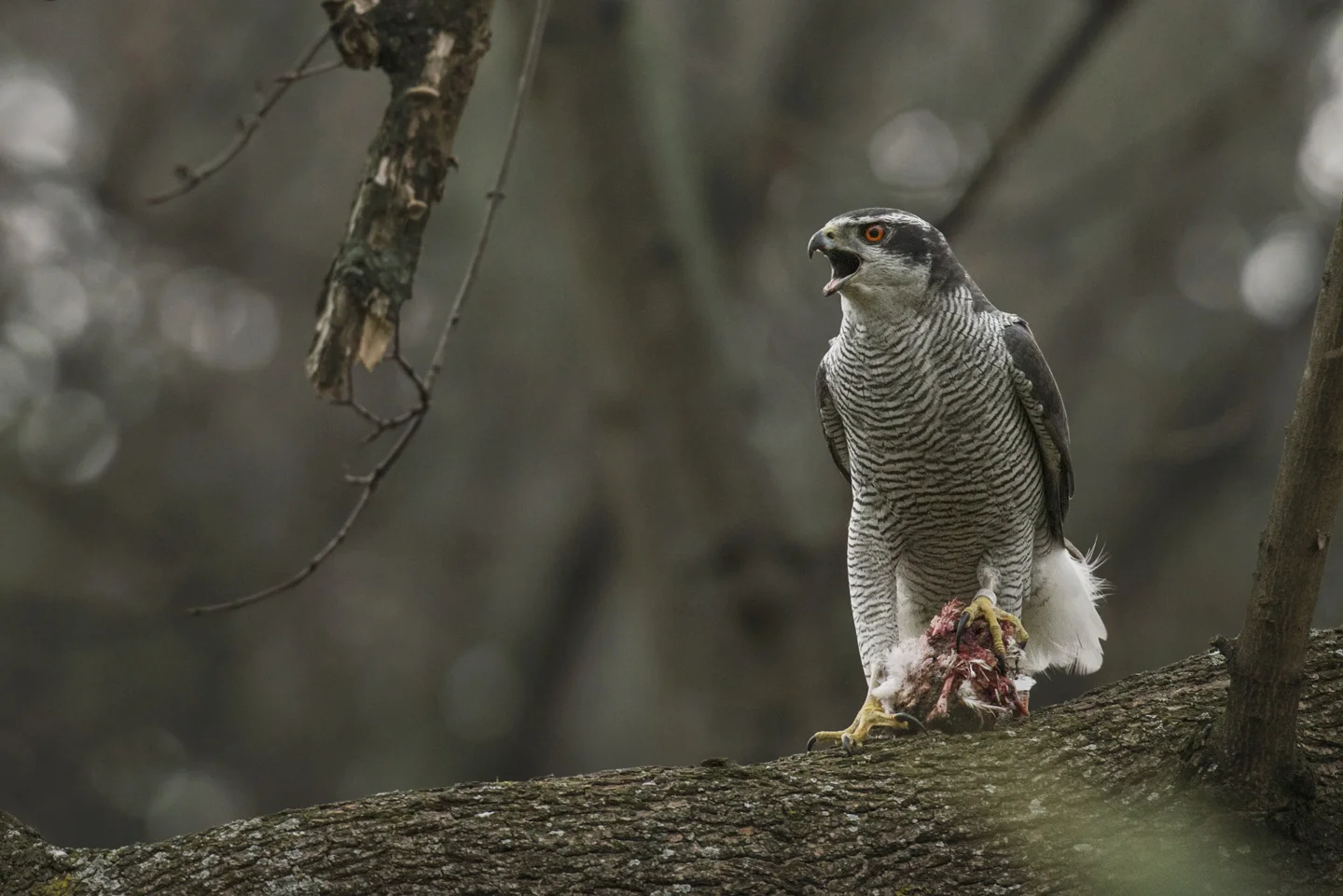 During Spring courtship, the males call loudly, whilst "flagging" their under-tail coverts, and hope to impress the females with gifts of food 