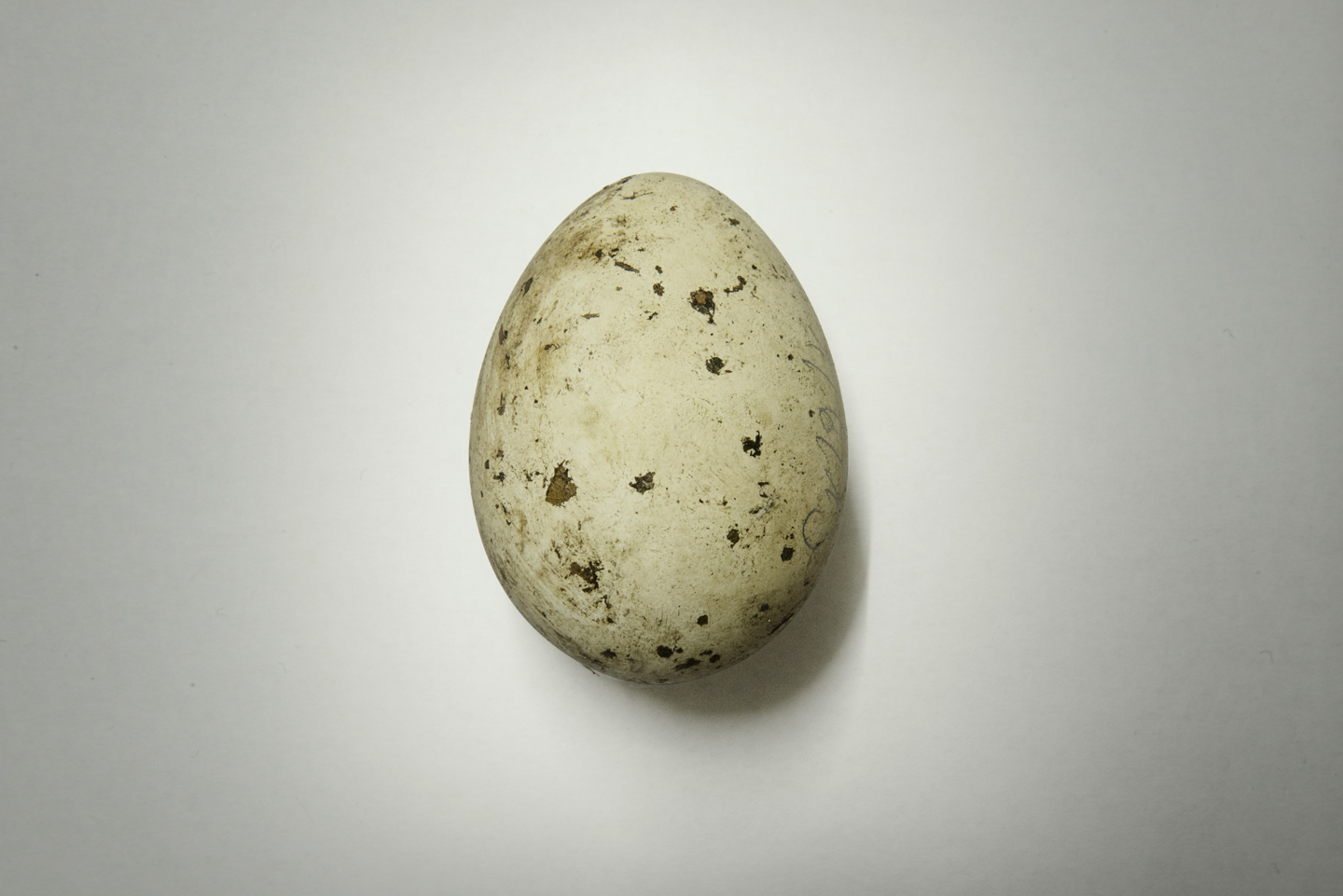 The climber removes the unhatched addled eggs from the nest, which are labelled and taken for scientific analysis