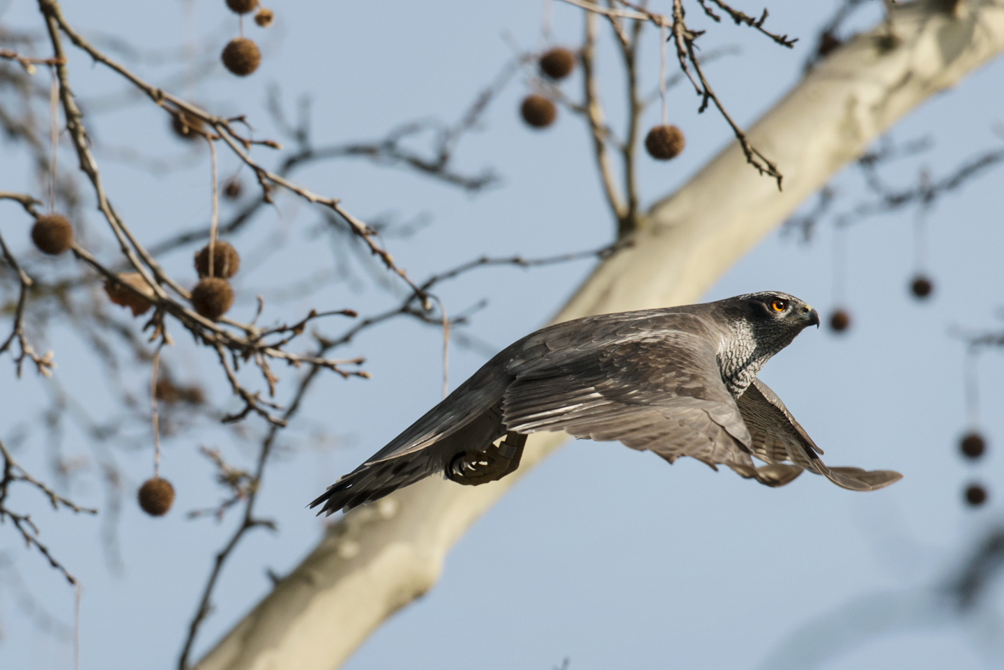  The Berlin goshawks are relatively free from persecution compared to their rural cousins. In the city, there are more eyes to monitor and look out for them 