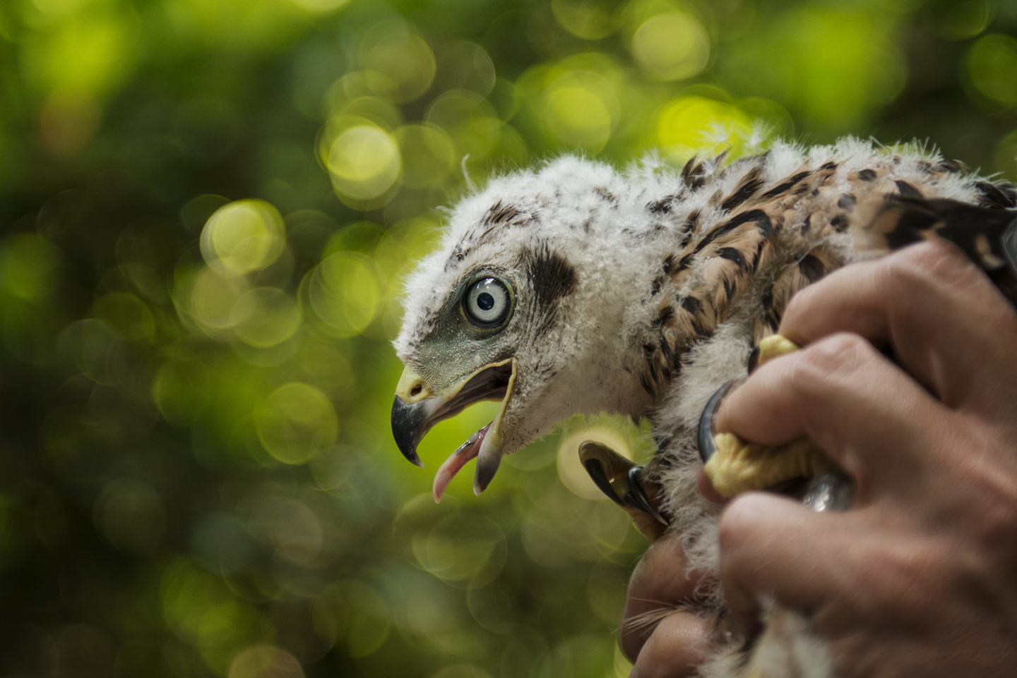  Unlike Methusalem, the nestlings begin life with pale blue eyes. They turn grey-green by fledging, deep yellow in their first year, rich orange as they mature and finally ruby red in old age 