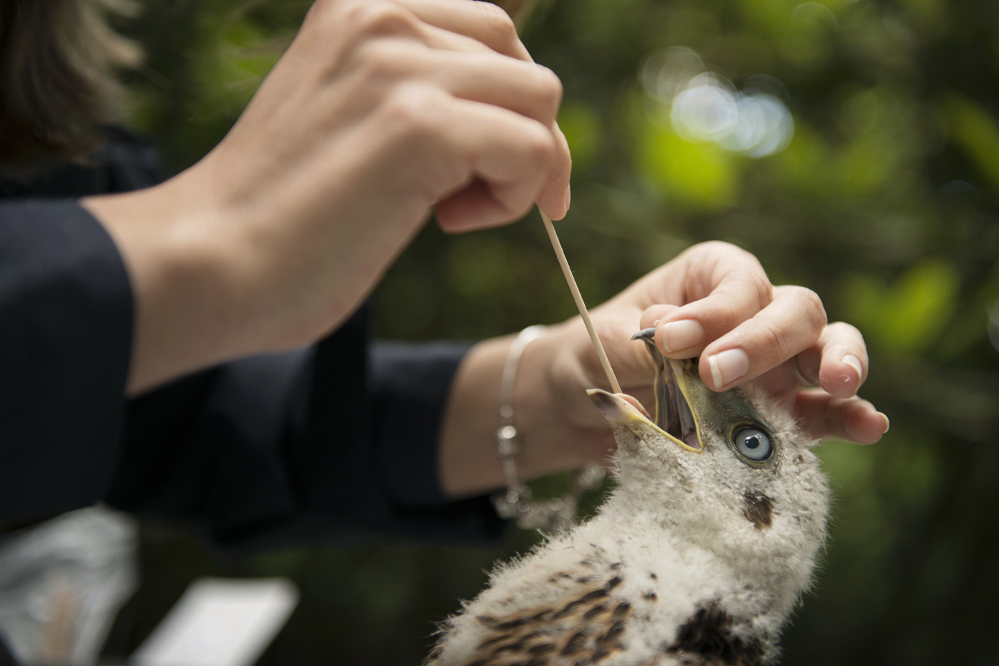  Crop samples are taken to test for diseases like&nbsp;trichomonosis, which has become quite common in urban goshawks and could be transmitted through their feral pigeon prey 