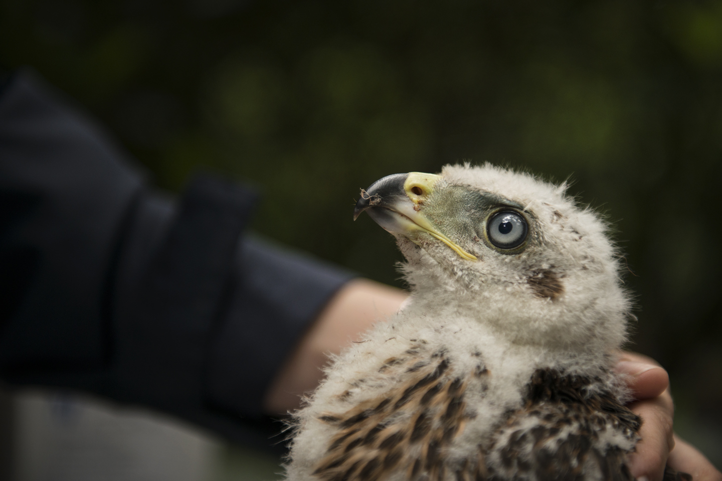  Their pride is only temporarily damaged and after ringing, the climber quickly raises them back up the tree, places them in the nest and abseils down 