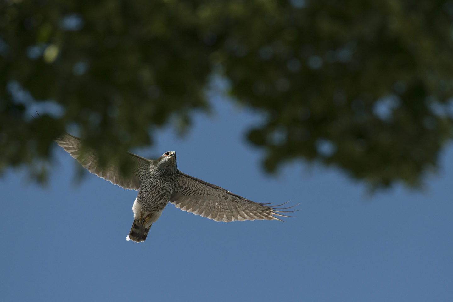  Fabled in folklore and notoriously elusive, the northern goshawk has found a home in the city's tree-tops 