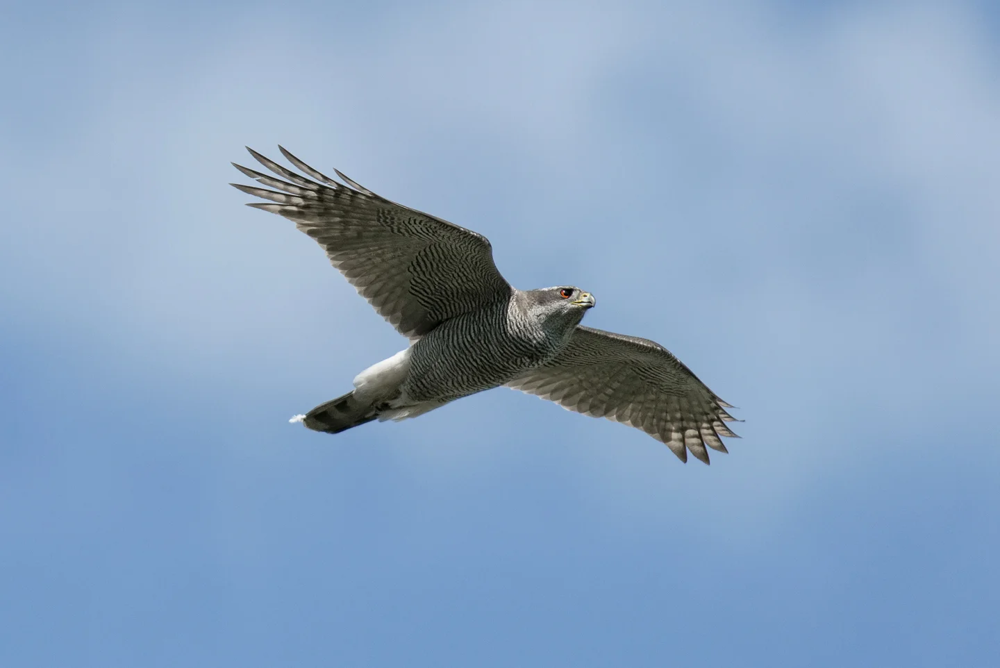 They regularly make much closer fly-bys to get better views of the proceedings