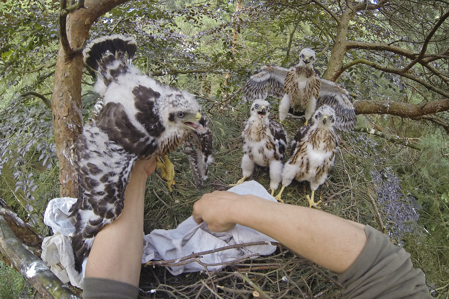  There are usually between 2 - 5 nestlings, with 3 or 4 being most common. The species of nesting tree is recorded, as is the leafy "greening" that lines the nest 