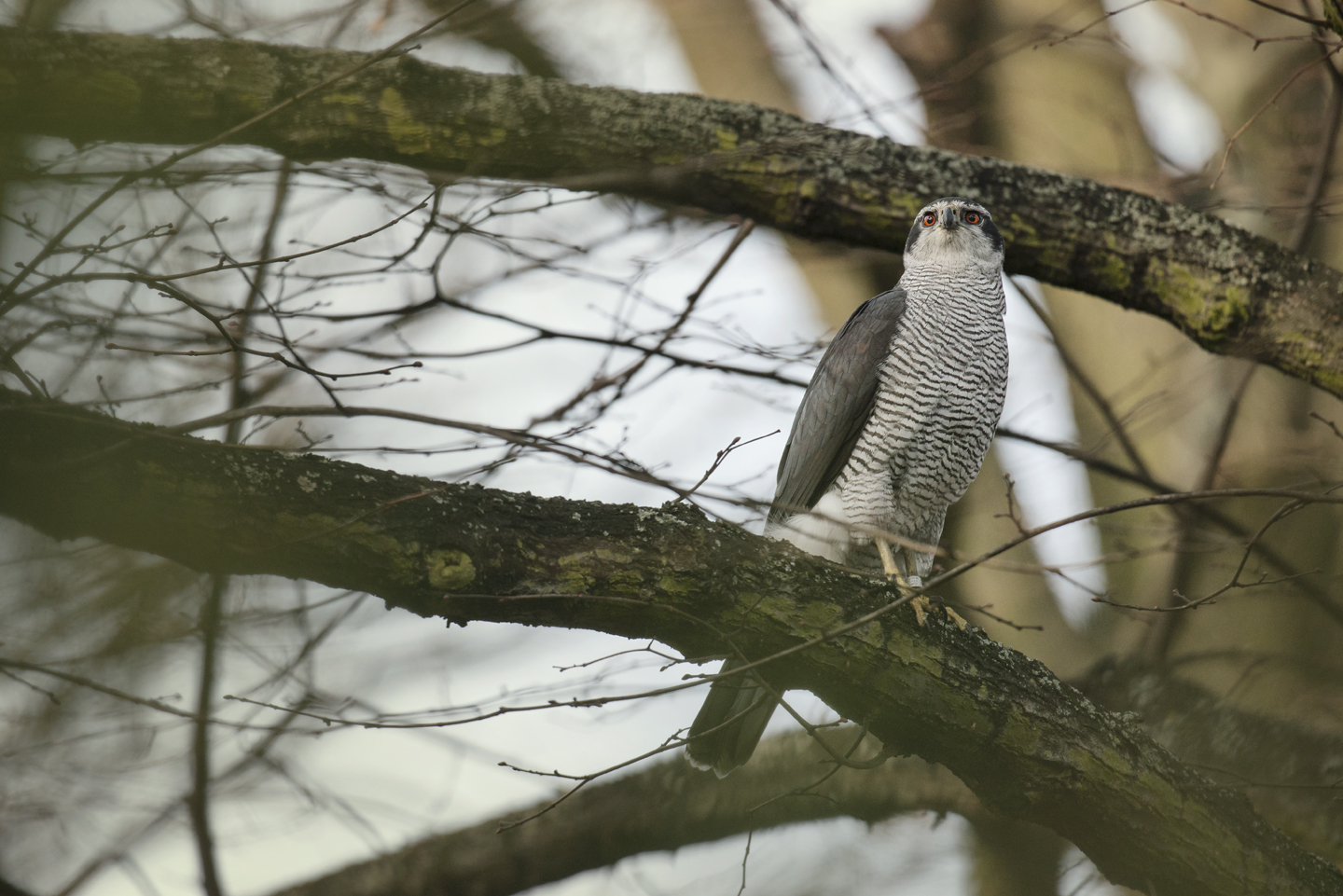  These urban raptors may hunt in the city, but remain mostly arboreal - always nesting amongst the trees 