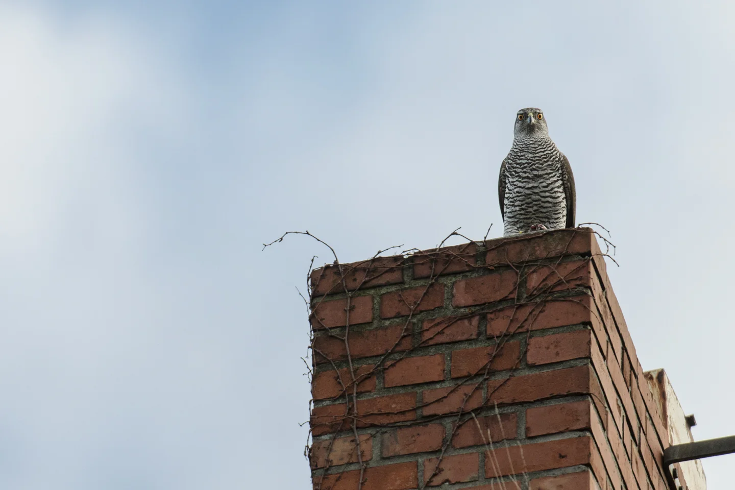 In the city, their is enough food to support the growing goshawk population. Capacity will be determined by the availability of breeding territories