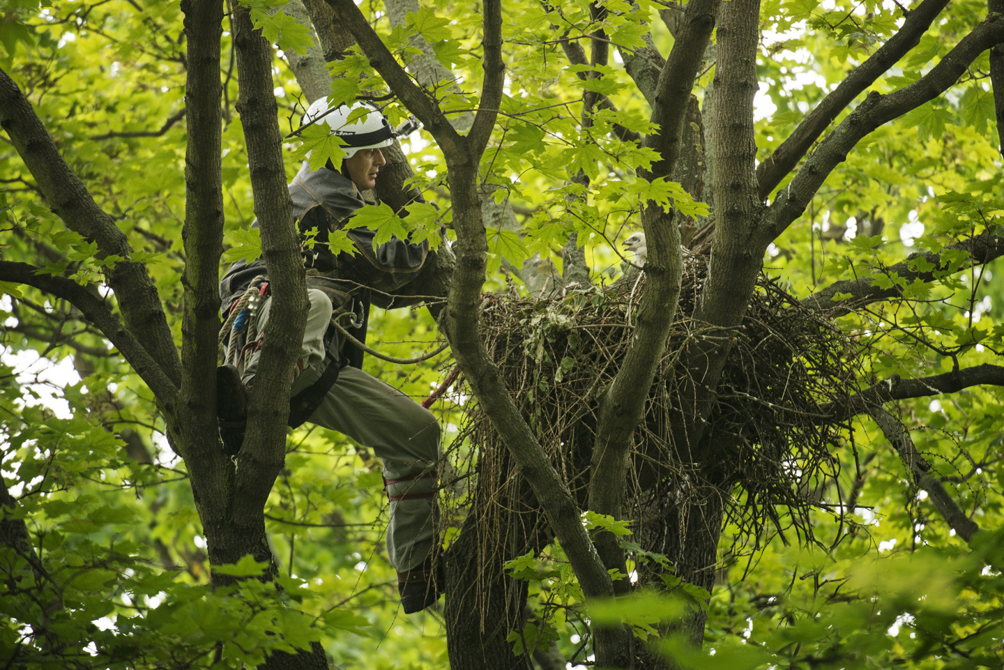  The nest can be over 1.5 metres wide and over a metre deep 