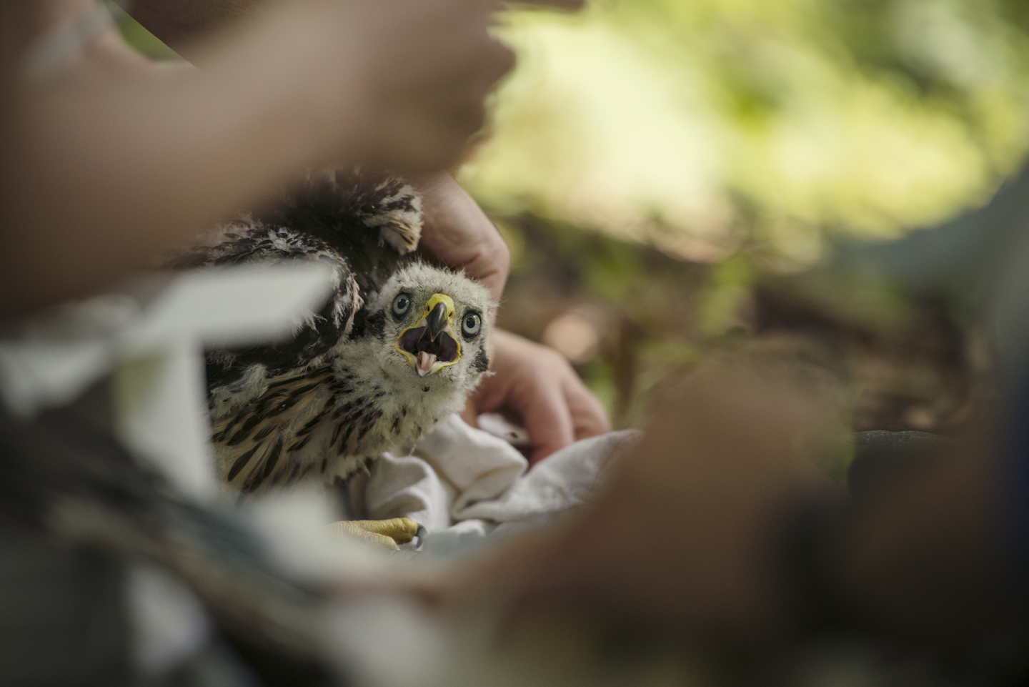  The ringing process can be traumatic, but the scientists and ringers work quickly and the whole process is over in around 15 - 20 minutes 