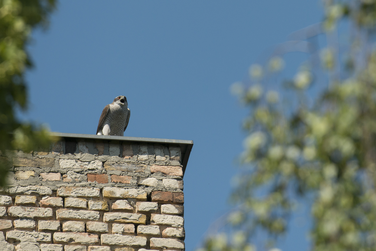  During ringing, the climber waits in the tree-top, while the adult goshawks often keep a close watch from a nearby perch 