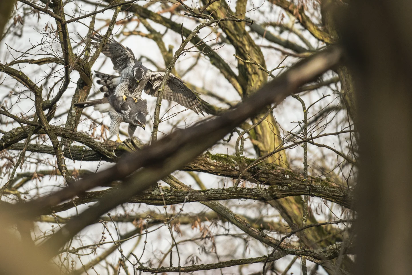 After mating, laying, incubation and hatching, the nestlings are monitored and ringed when old enough