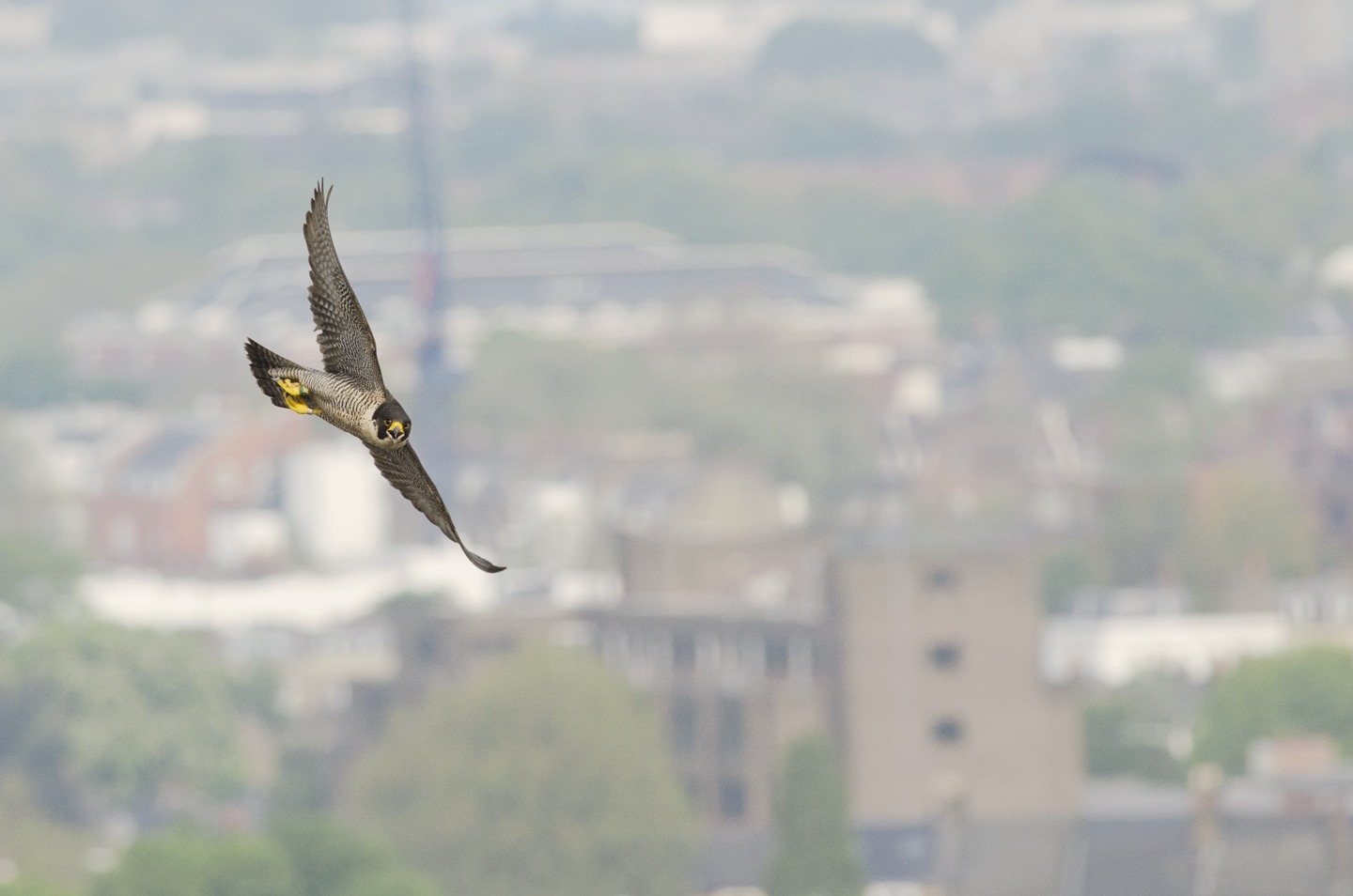   In recent years, these powerful falcons have become one of the UK's greatest urban wildlife success stories  