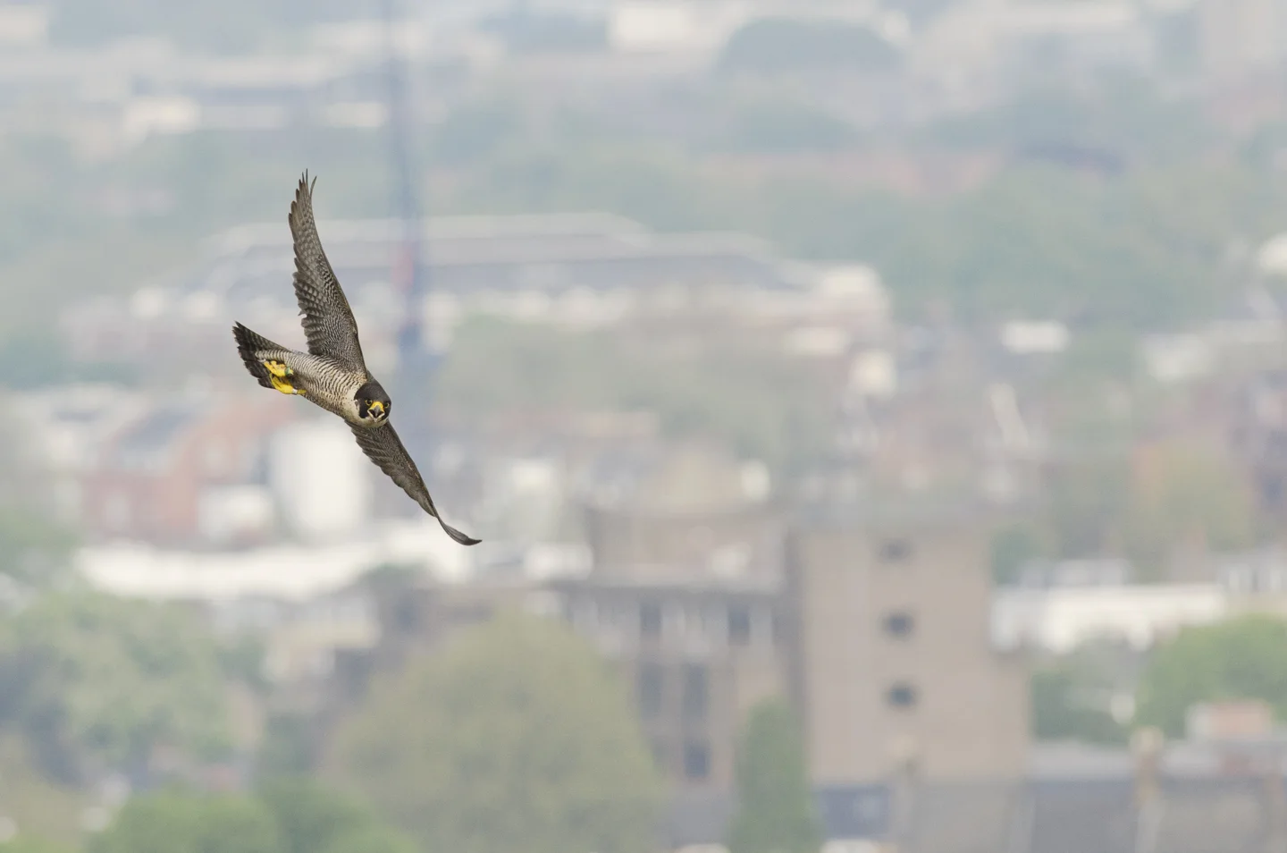 In recent years, these powerful falcons have become one of the UK's greatest urban wildlife success stories