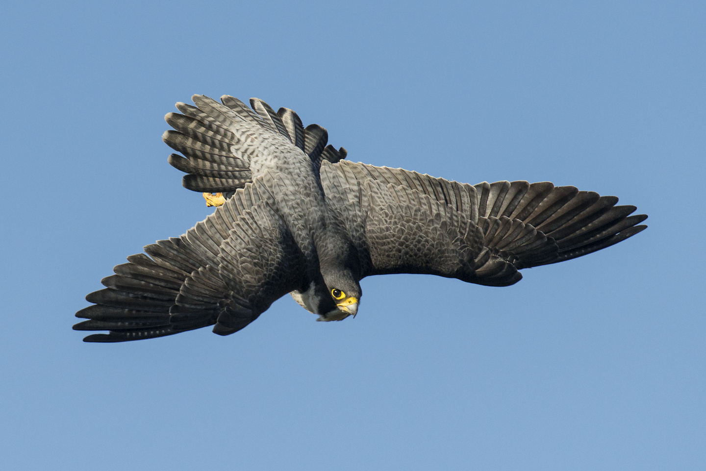  The peregrine falcon. Ruthless killer, graceful aerial acrobat and fastest creature on the planet 