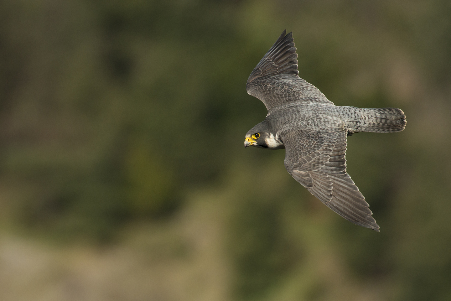  Recovering from under 400 pairs in the 1960s to well over 1500 today, peregrines have made a come-back and are giving us better and closer views than ever before 